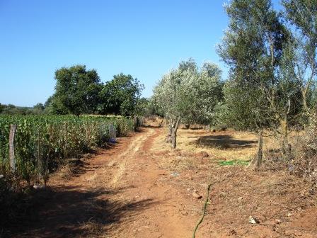 droos zireika -roupakia augoustou 2007 008.jpg