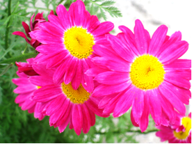 margarites apo ton khpo mias filhs