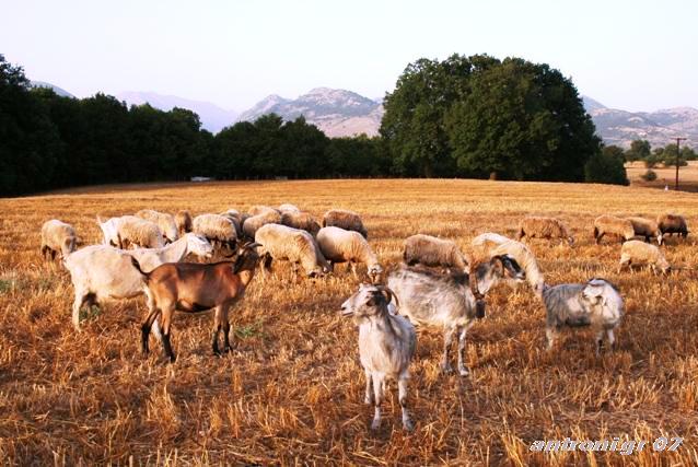 mixalis ziros greece 2007 616.jpg